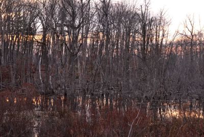 The beaver pond near Barber Reservation