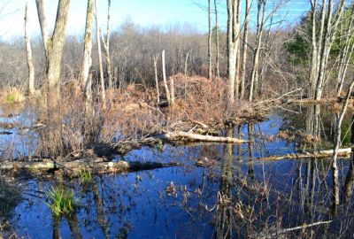 Part of the beaver dam