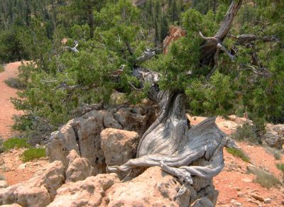 Pinyon Pine