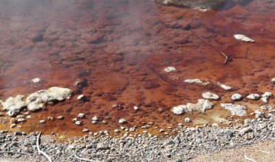 Norris Back Basin - Echinus Geyser