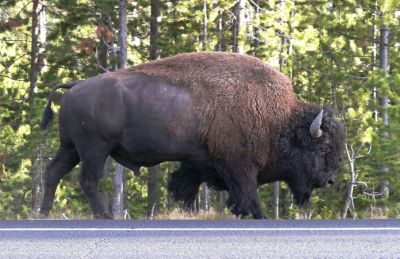 Bison on the road between Canyon and Norris Jcts