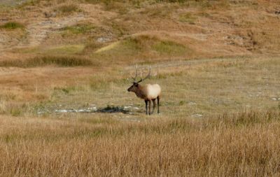 Elk near Madison Jct