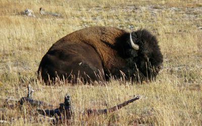 Bison