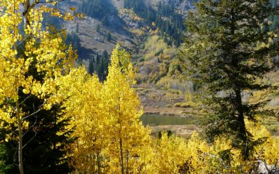 Aspens and overlook